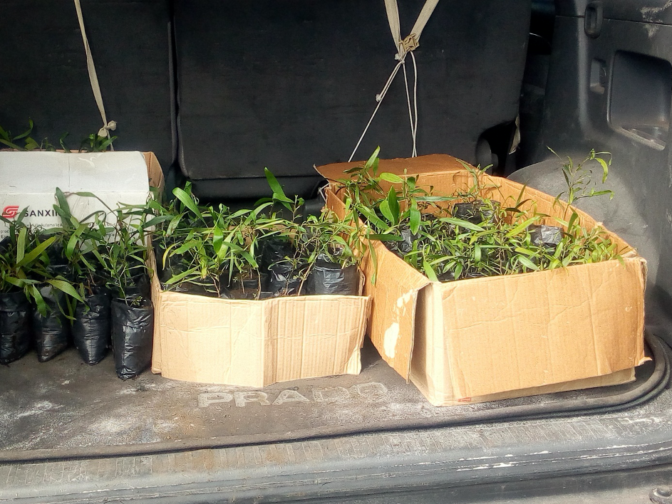 Distribution des plantules