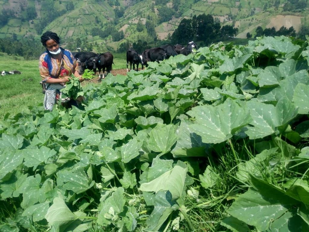 Réhabilitation du système agricole